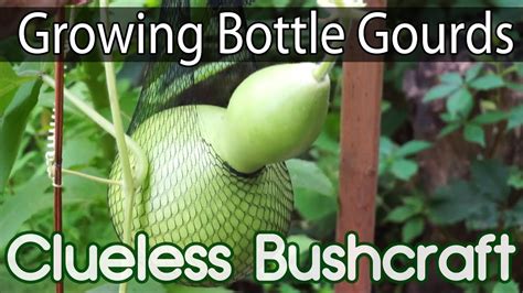 Growing Bottle Gourds Gourd Sling Fertilizing Garden Youtube