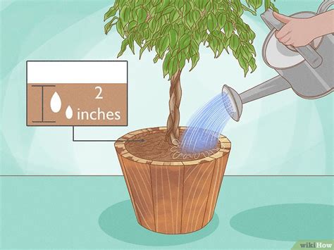 Cómo cuidar un ficus 10 Pasos con imágenes wikiHow