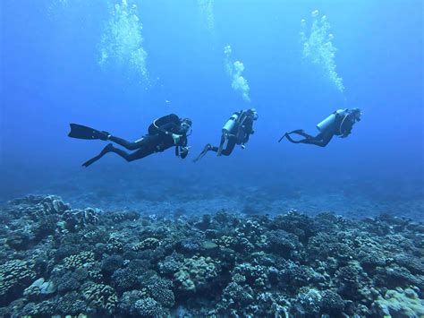 Scuba Diving In Bora Bora Ultimate Guide French Polynesia