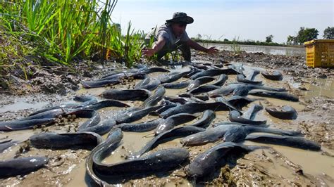 Wow Wow Amazing Fishing Fisherman Found Catch A Lot Of Fish In Mud