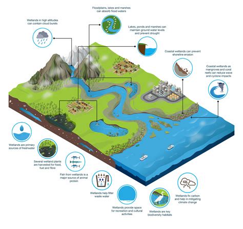 Why wetlands matter - Wetlands International