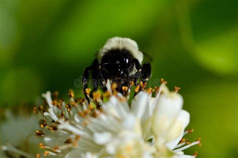 Abeja Que Recolecta El Polen De Una Flor Blanca Foto De Archivo