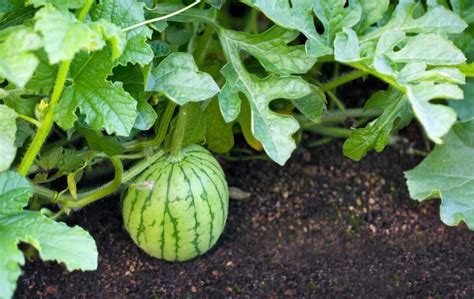 A Comprehensive Guide To Watermelon Farming And Cultivation Practices