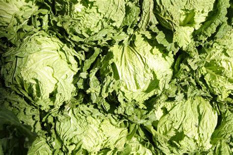 Kohl stockbild. Bild von bild, gesund, nahrung, reihe - 45918991