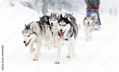 sled dog race siberian huskies Stock Photo | Adobe Stock