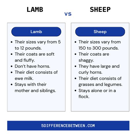 5 Difference Between Lamb and Sheep | Lamb Vs Sheep