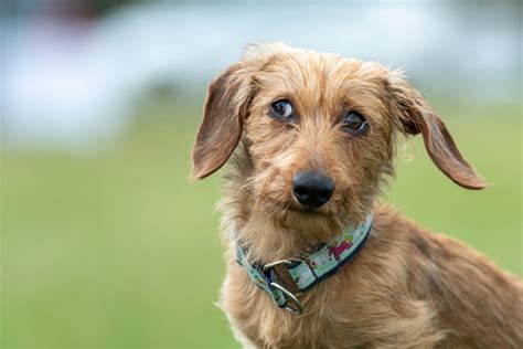 10 Reputable Wire Haired Dachshund Breeders In The U.S.