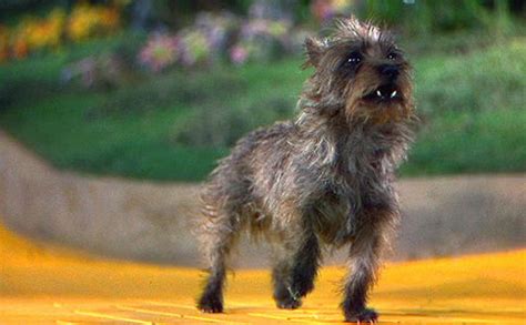 What was the name of the dog who played Toto in 'The Wizard of Oz ...