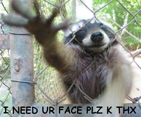 Raccoon Best Funniest Pictures & Images 2012 | Funny And Cute Animals