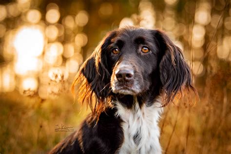 Kleine M Nsterl Nder Von Der Heiligen Eiche Julia Kauer Jagdhunde