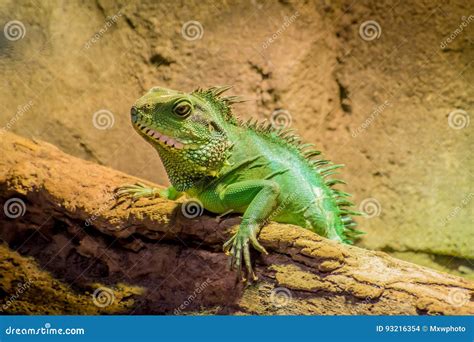 Big Wild Lizard Spikes Stock Images Download 96 Royalty Free Photos