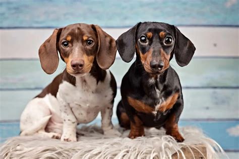 Male Vs Female Dachshund Does Gender Matter