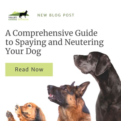 A Comprehensive Guide to Spaying and Neutering Your Dog - Valley Canine ...