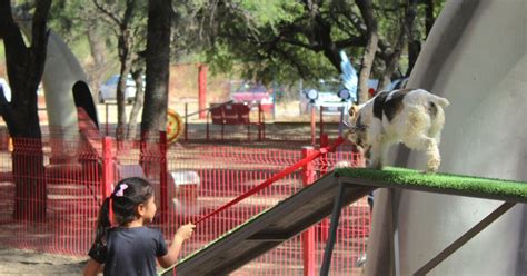 Hotel para mascotas en León Buscan hacerlo posible en el Perro Parque