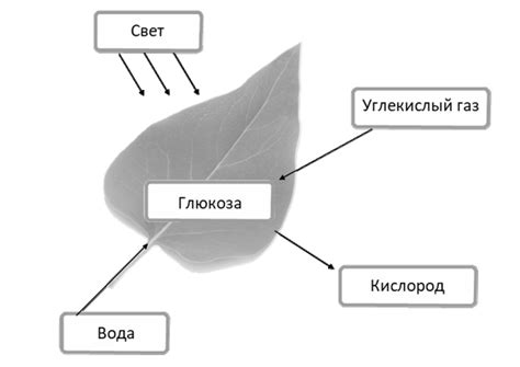 ВПР / Биология / 6 класс / 01 задание / 13