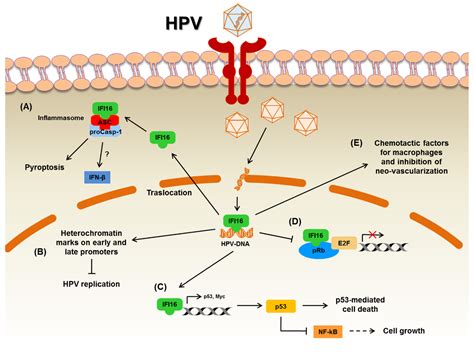 Microorganisms Free Full Text Pyhin Proteins And Hpv Role In The