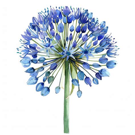 Watercolor Blue Allium Isolated on White Background Beautiful Allium