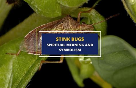 Stink Bugs Spiritual Meaning And Symbolism