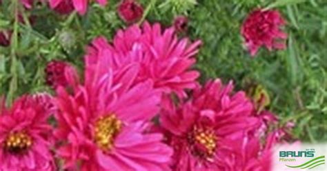 Aster novi-belgii 'Royal Ruby' von Bruns Pflanzen
