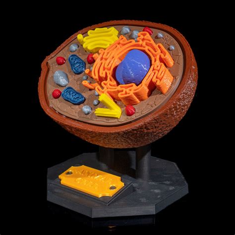 3D Printable Animal Cell by Stlflix