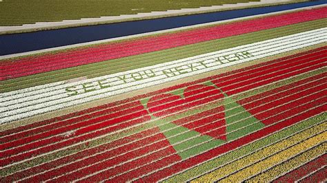 Dutch tulip farm shares colourful heart-warming message of hope