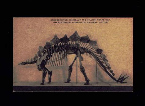 Colorado Denver Museum Of Natural History Stegosaurus Artvue Postcard C 1950 S Lot Co10 By