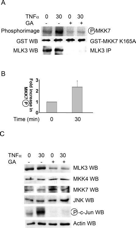 Geldanamycin Abolishes Tnf Mediated Activation Of Mlk And Jnk Mcf