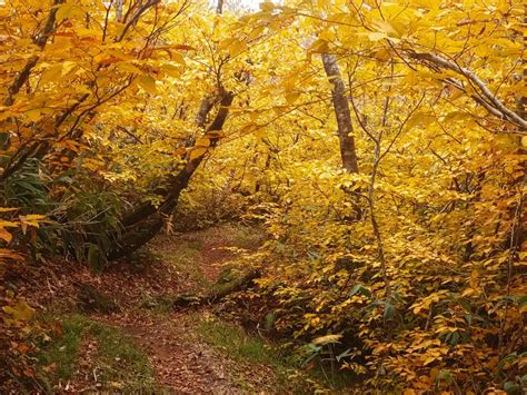 紅葉🍁が綺麗だった焼石岳 モーリーさんの焼石岳・兎森山・鷲ヶ森山の活動データ Yamap ヤマップ