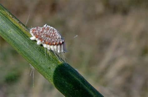 Types De Cochenilles