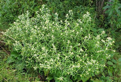 Rabbit Tobacco; Sweet Everlasting (Pseudognaphalium obtusifolium ...