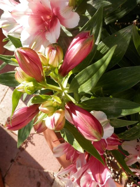 Alstroemeria Hybrida Lirio Del Per O Lirio De Los Inca Flickr