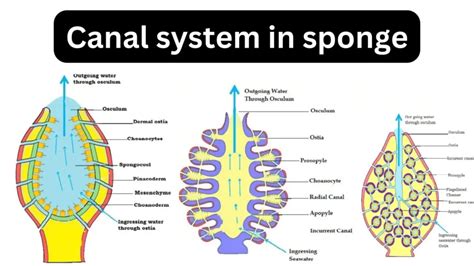 Canal System In Sponge Definition Types Structures Mechanisms