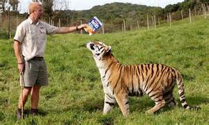 Human Next To Bengal Tiger