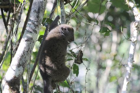 Grey Bamboo Lemur Hapalemur Griseus VOIMMA Andasibe Flickr