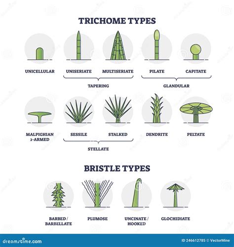 Trichome and Bristle Types Comparison and Division Groups Outline ...