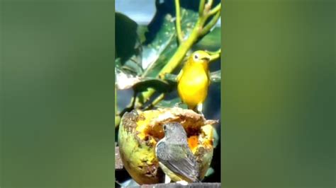 Burung Perci Kacamata Lagi Makan Buah Youtube