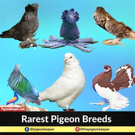 Top 10 Rare Breeds of Pigeons in the World - Pigeon Keeper