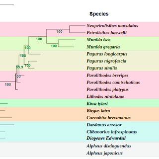 Phylogenetic Tree Derived From Maximum Likelihood ML Analysis Based