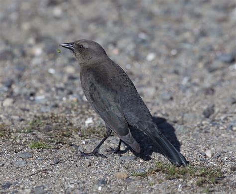 Pictures and information on Brewer's Blackbird