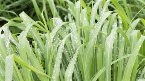 What Weeds Look Like Grass Storables