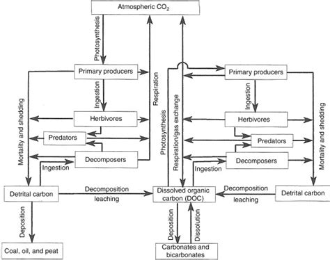 Schematic Diagram Of Carbon Cycle