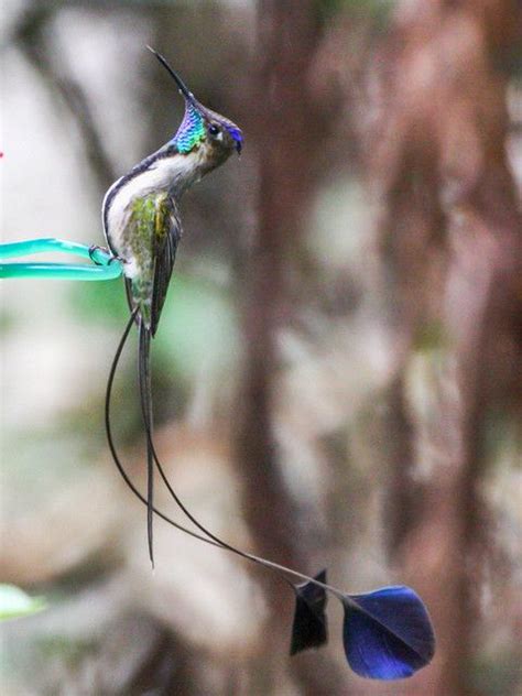 marvelous spatuletail Colibrí fotos Animales Colibrís