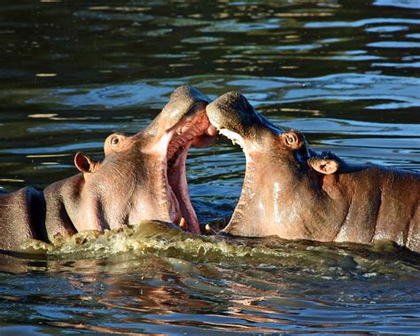 Бегемот или гиппопотам (лат. Hippopotamus amphibius), фото бегемотов