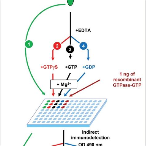 ARHGEF1 overexpression activates RhoA in PC12 cells. GTP-bound RhoA ... 