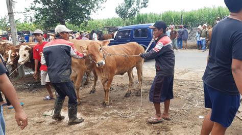 Pasar Hewan Masih Tutup Pedagang Sapi Kabupaten Malang Jualan Di