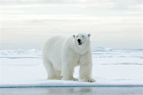 Largest Polar Bear Ever Recorded [and 20 Amazing Polar Bear Facts ...