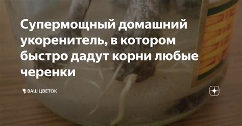 Супермощный домашний укоренитель, в котором быстро дадут корни любые ...