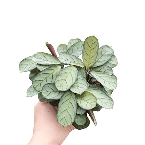 Ctenanthe Amagris Prayer Plant (Never Never Plant) | Free Doorstep