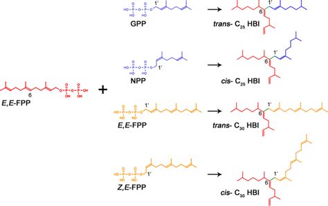 Simplified Hypothetical Biosynthetic Pathway For The Formation Of