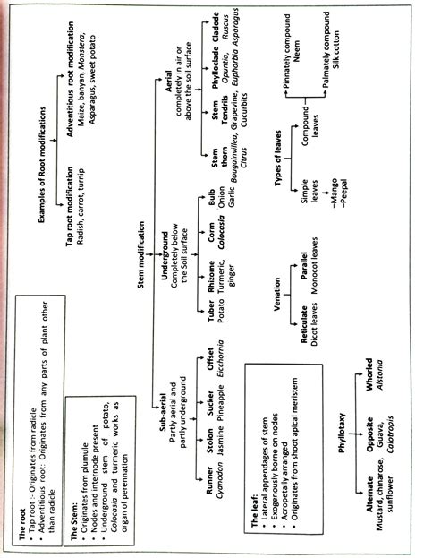 Solution Morphology And Families Flowcharts Studypool